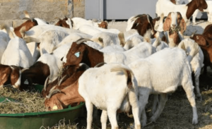 NDE trains Akwa Ibomites in livestock farming