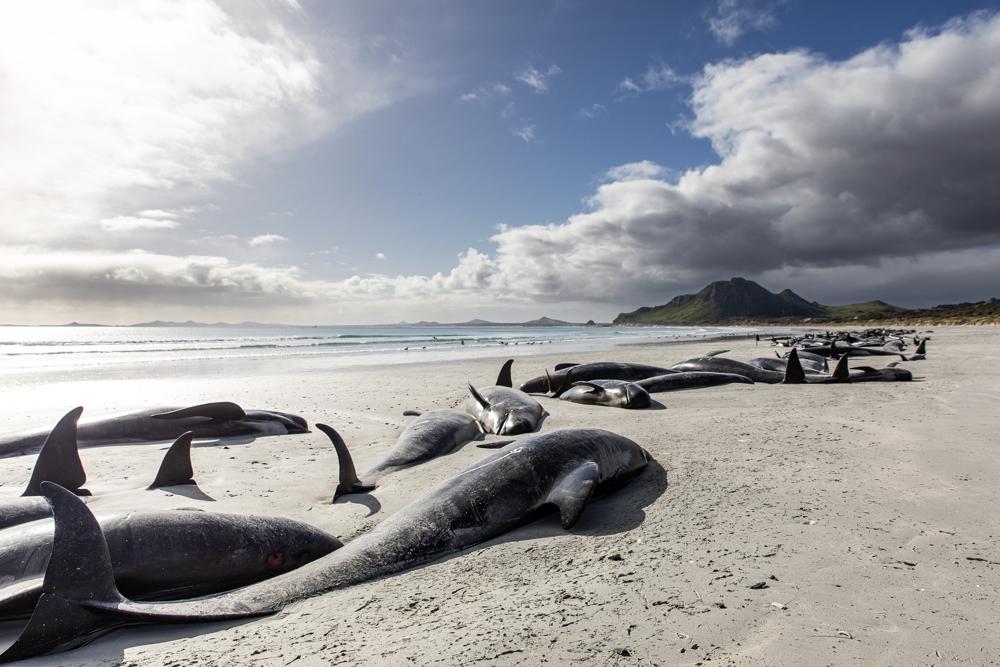 A string of dead pilot whales line the beach at Tupuangi Beach, Chatham Islands, in New Zealand’s Chatham Archipelago, Saturday, Oct. 8, 2022. Some 477 pilot whales have died after stranding themselves on two remote New Zealand beaches over recent days, officials say. (Tamzin Henderson via AP)