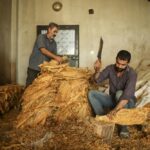 Workers cut dried tobacco leaves in Kurudere village, Adiyaman province, southeast Turkey, Tuesday, Sept. 27, 2022. Official data released Monday Oct. 3, 2022 shows consumer prices rise 83.45% from a year earlier, further hitting households already facing high energy, food and housing costs. Experts say the real rate of inflation is much higher than official statistics, at an eye-watering 186%. (AP Photo/Emrah Gurel)