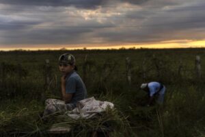 FILE – Jaro and his father Andres collect grass for their horse as the sun sets in La Coloma, in Pinar del Rio province, Cuba, Wednesday, Oct. 5, 2022, one week after Hurricane Ian. The United States said Tuesday, Oct. 18, that it has offered critical emergency humanitarian assistance to the people of Cuba to recover from the devastation caused by Hurricane Ian, an unusual but not unprecedented move after years of bilateral tensions. (AP Photo/Ramon Espinosa, File)