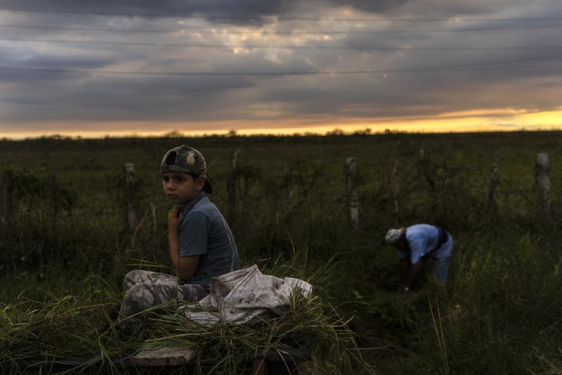 FILE – Jaro and his father Andres collect grass for their horse as the sun sets in La Coloma, in Pinar del Rio province, Cuba, Wednesday, Oct. 5, 2022, one week after Hurricane Ian. The United States said Tuesday, Oct. 18, that it has offered critical emergency humanitarian assistance to the people of Cuba to recover from the devastation caused by Hurricane Ian, an unusual but not unprecedented move after years of bilateral tensions. (AP Photo/Ramon Espinosa, File)