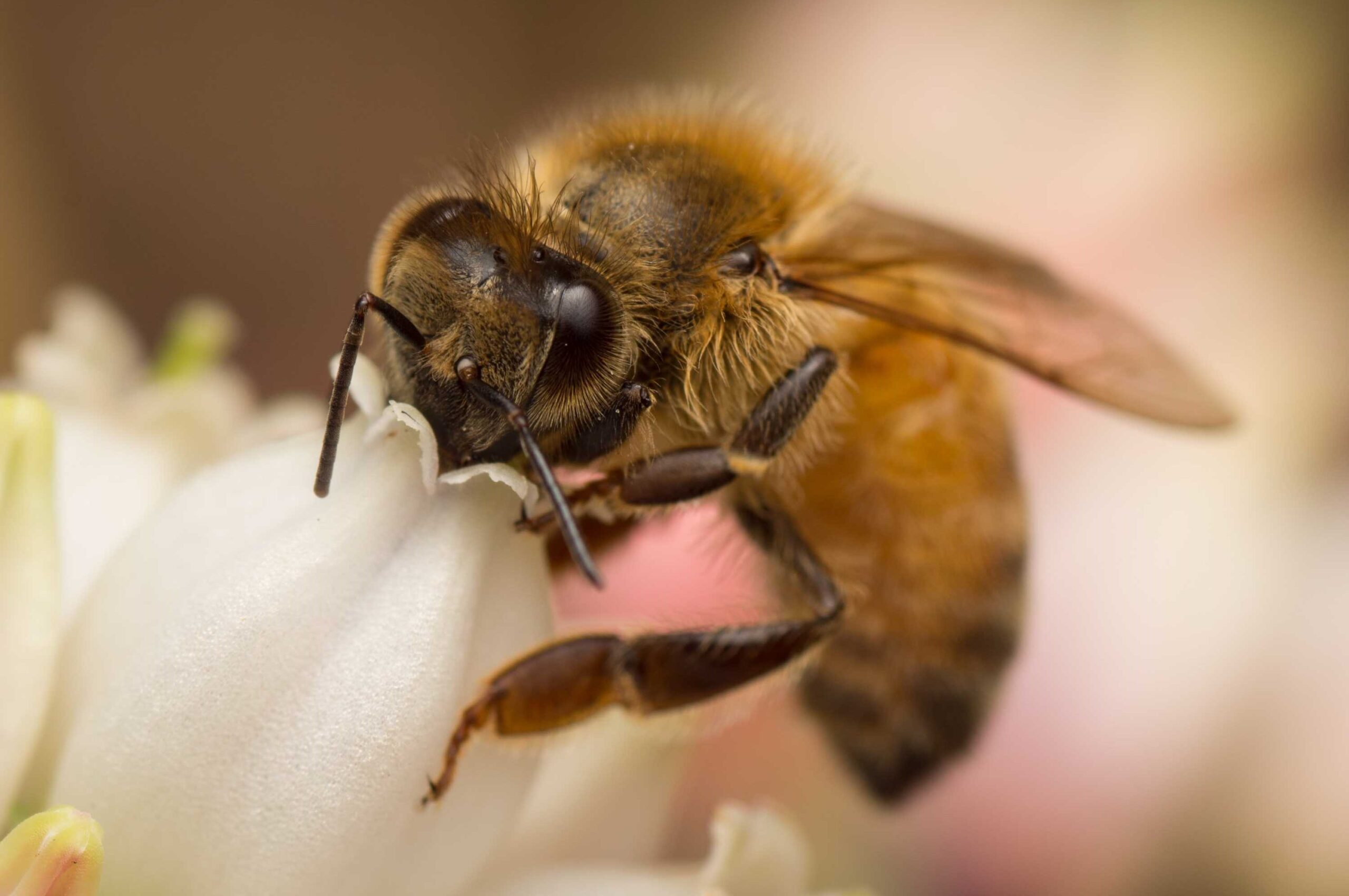 Bee pollination increases agricultural yield, ensures food security – Umakhihe