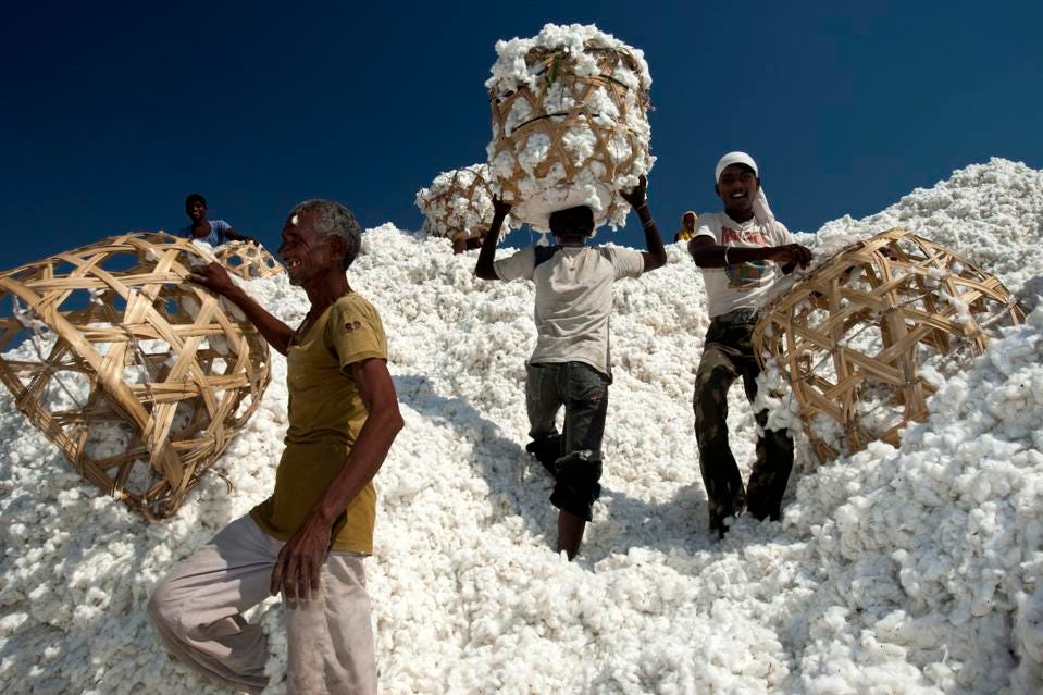 cotton 2