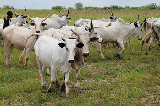 Osun: Court remands herder for cattle theft