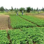 Vegetable-farmers-in-Lagos-531×299