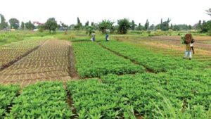 Vegetable-farmers-in-Lagos-531×299