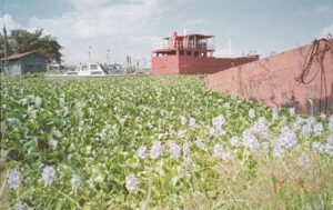 WaterHyacinthControl03