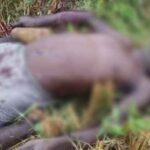 herdsmen6