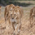 lions