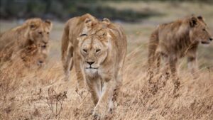 lions
