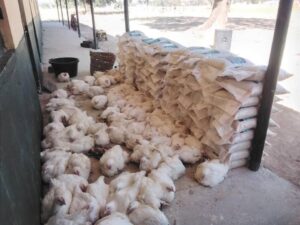 Kaduna: NGO distributes food items, clothes to widows of fallen heroes 