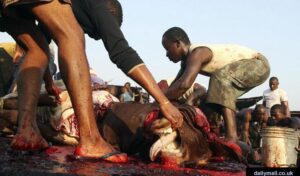 Kano: KSADP awards contracts for upgrade of 20 slaughterhouses