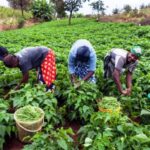 farmers