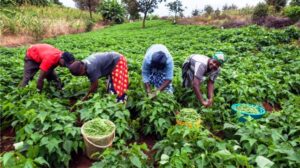 farmers