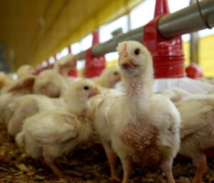 global-chicken