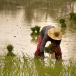 rice-farmer