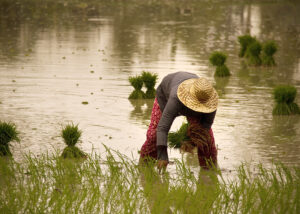 rice-farmer