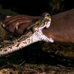 Snake-bite