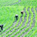 FARMERS-ON-THE-FIELD