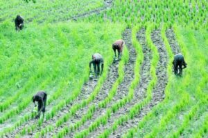 FARMERS-ON-THE-FIELD