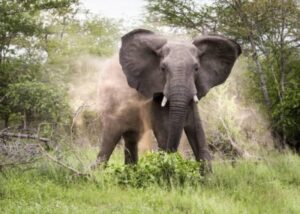 elephant