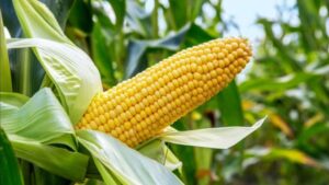 maize-1062×598