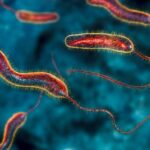 Cholera outbreak kills 2 siblings, 3 others in Abia community