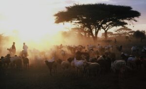 500 experts, stakeholders to brainstorm on mitigating farmers-herders clash