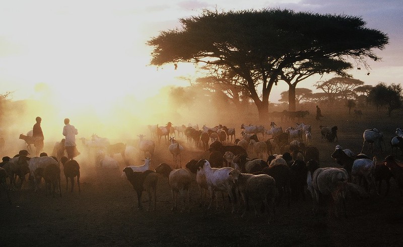 500 experts, stakeholders to brainstorm on mitigating farmers-herders clash