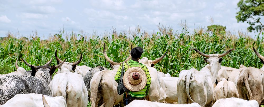 Cattle-grazing-near-a-maize-field-in-Nigeria-1000×405-1
