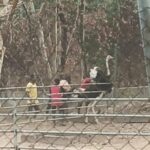 zoo