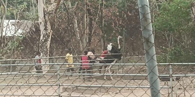 zoo