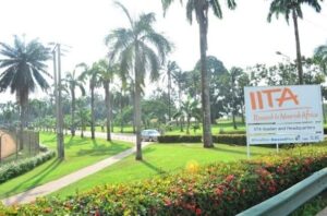 IITA