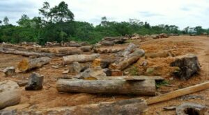 deforestation-677×375