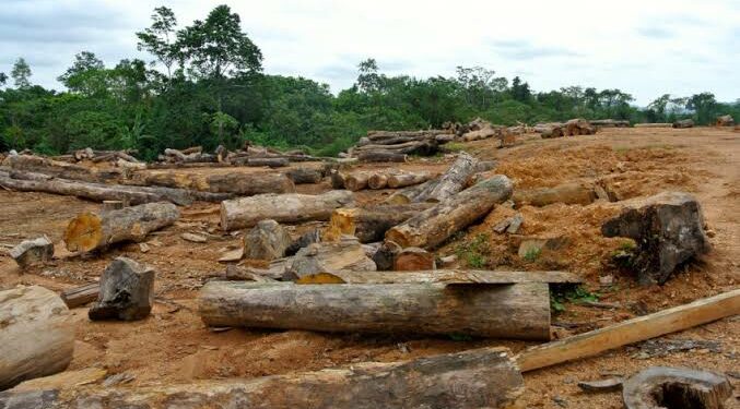 deforestation-677×375