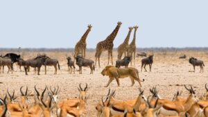 parc-national-etosha-namibie-e1629818089671