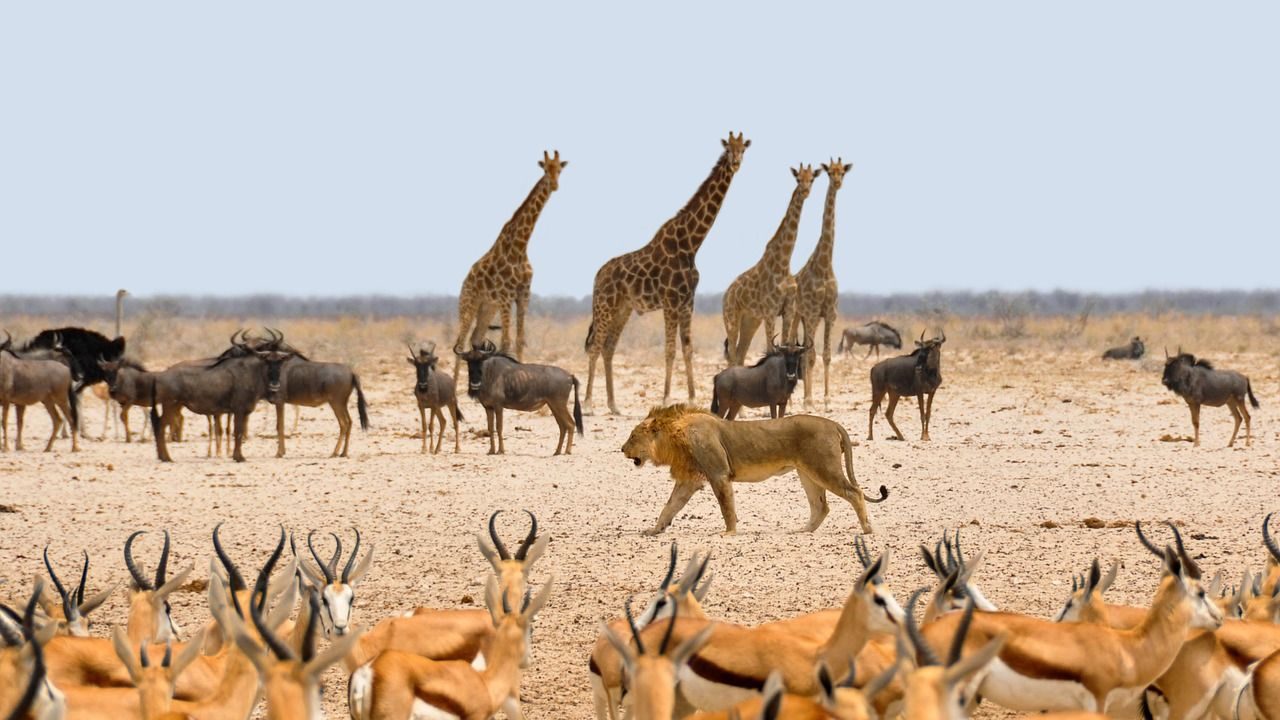 parc-national-etosha-namibie-e1629818089671