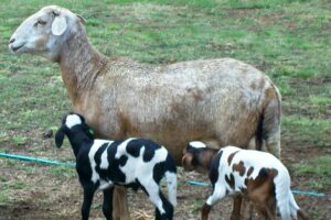 0_AFR_DPW_170619DamaraSheep_02