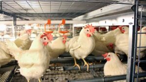 Poultry-2-1062×598