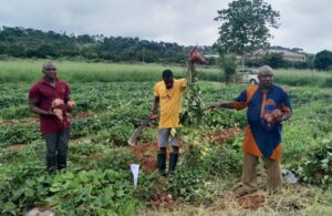 Prof. Asadu displaying Potatoes harvested from one of the demonstration farm