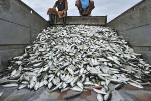 fisheries
