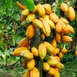 Cocoa-plantation