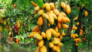 Cocoa-plantation