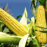 Maize-Farming