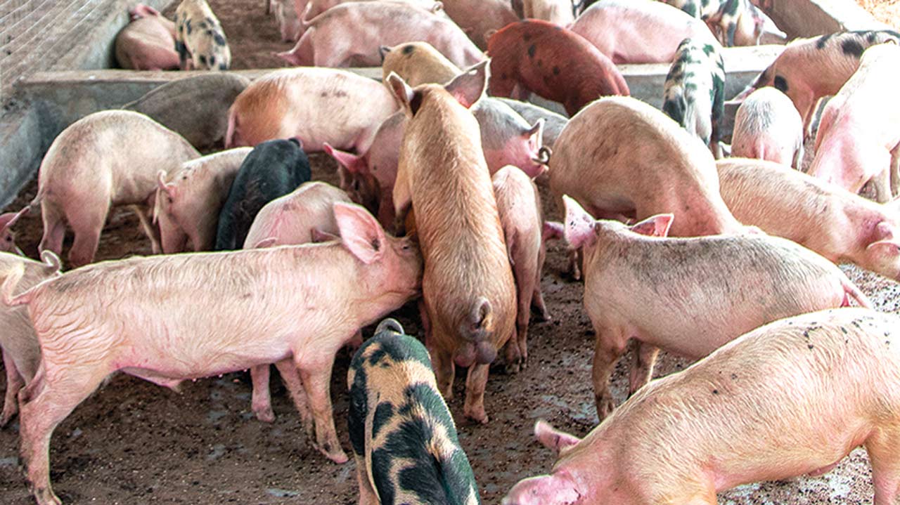 Pigs-1