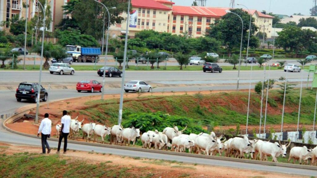 cattle-on-abuja-roads
