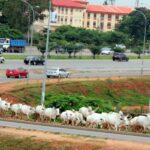 cattle-on-abuja-roads