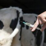 cattle-set-for-vaccination
