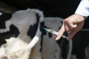 cattle-set-for-vaccination