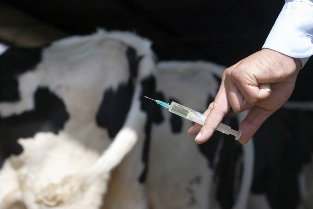 cattle-set-for-vaccination